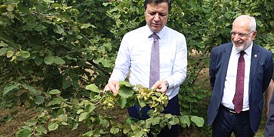 ARIKAN’DAN TMO’YA TEPKİ: ÜRETİCİNİN EMEĞİ FINDIK LOBİLERİNE PEŞKEŞ ÇEKİLDİ! ARIKAN’DAN ÇAĞRI: TMO FINDIK FİYATINI GÜNCELLEMELİ