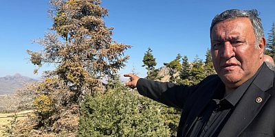 Gürer: “Binlerce hektar orman yok oluyor”
