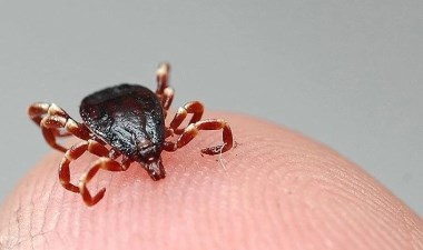 Havalar ısındı, kene korkusu başladı: Erken belirti hayat kurtarıyor