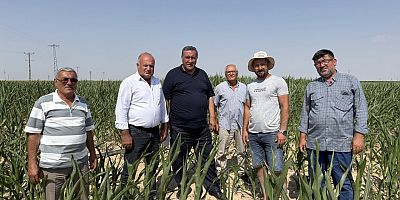 Mısır Üreticisini Kuraklık yaktı, ithalat yıktı