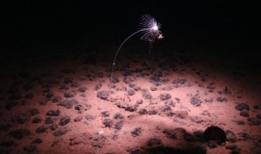 Okyanuslardaki metal yumrular karanlık oksijen üretiyor - Son Dakika Bilim Teknoloji Haberleri | Cumhuriyet