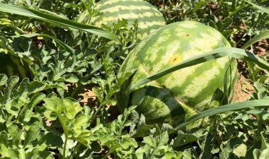 Suruç'ta hasat başladı: Markette fiyatı 5 kat fazla... - Son Dakika Yaşam Haberleri | Cumhuriyet