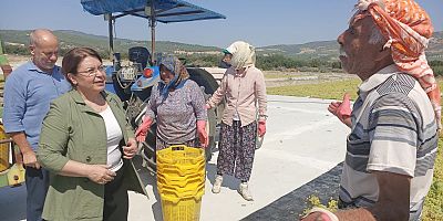 ÜZÜM ÜRETİCİSİ PERPERİŞAN  CHP Denizli Milletvekili Gülizar Biçer Karaca Denizli Buldan’da üzüm üreticilerini dinledi